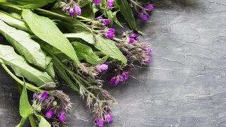 Comfrey a csontok egészségéért