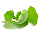 Ginkgo biloba