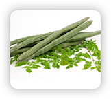 Moringa