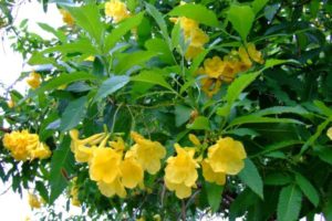 sárga virágos növény cukorbetegségre