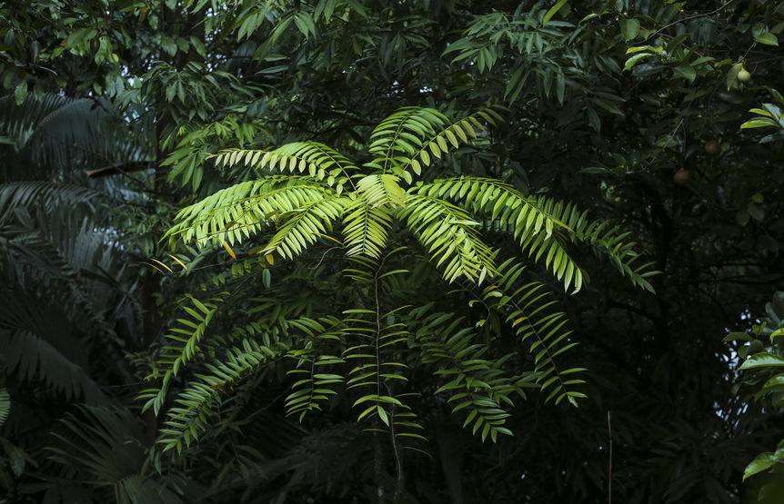 előnyei az eurycoma longifolia ember számára