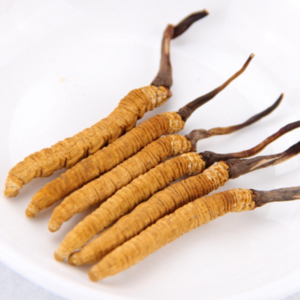 A tibeti cordyceps gomba ellenjavallatai