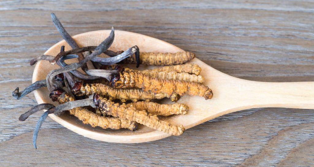 tibeti cordyceps gomba