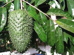 soursop tulajdonságait